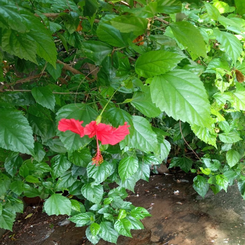 Fleurs d'Hibiscus Rouge